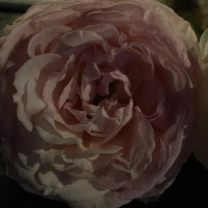 Meet your Posher, Gabb